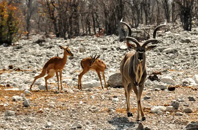 Kudu bull and two youngsters Photo by: kolibri5 https://pixabay.com/photos/kudu-africa-namibia-nature-dry-1170220/ 