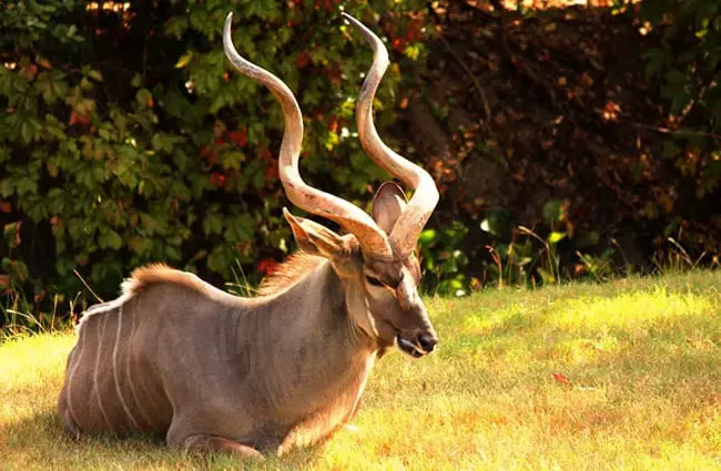 Красивый бык куду отдыхает на солнышке Фото: Linzmeier1 https://pixabay.com/photos/africa-horn-kudu-antelope-animal-3394272/