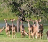 Kudu Female And Calf Herd, Near A Lake In West Texas Photo By: Justbrantley Https://Pixabay.com/Photos/West-Texas-Kudu-Texas-Deer-3661239/ 