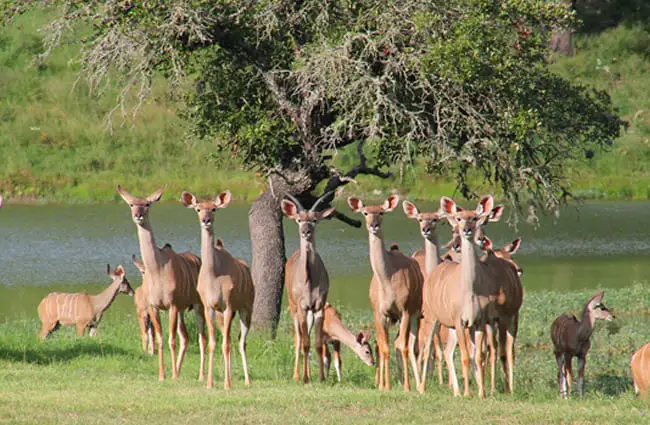 Kudu female and calf herd, near a lake in west Texas Photo by: JustBrantley https://pixabay.com/photos/west-texas-kudu-texas-deer-3661239/ 