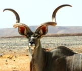 Notice This Kudu Bull&#039;S Stunning Hornsphoto By: Skeezehttps://Pixabay.com/Photos/Kudu-Antelope-Mammal-Wildlife-596804/