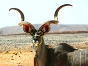 Notice this Kudu bull's stunning hornsPhoto by: skeezehttps://pixabay.com/photos/kudu-antelope-mammal-wildlife-596804/