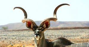 Notice this Kudu bull's stunning hornsPhoto by: skeezehttps://pixabay.com/photos/kudu-antelope-mammal-wildlife-596804/