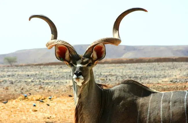 Notice this Kudu bull&#039;s stunning hornsPhoto by: skeezehttps://pixabay.com/photos/kudu-antelope-mammal-wildlife-596804/