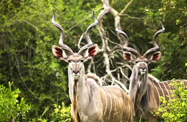 Kudu bulls posing for a portrait Photo by: 4657743 https://pixabay.com/photos/kudu-buck-wildlife-wild-africa-2112417/ 