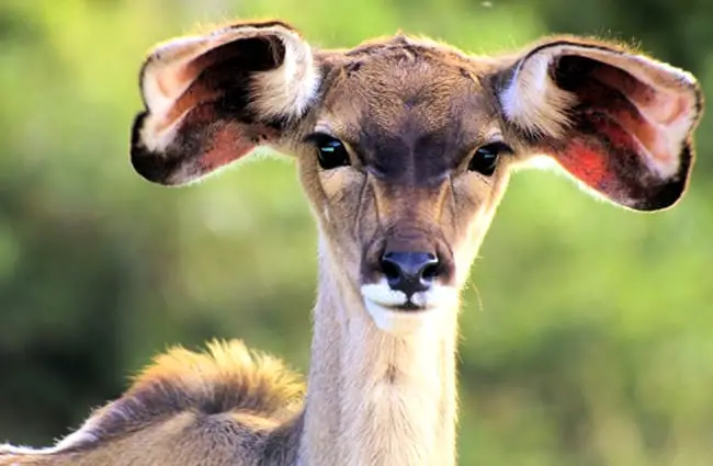 Portrait of a beautiful young Kudu Photo by: Greg Newman https://pixabay.com/photos/animal-kudu-young-face-ears-cute-3987128/ 