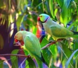A Pair Of Lovebirds In The Wild Photo By: Saurabh Soshte Https://Pixabay.com/Photos/Oddcouple-Couple-Love-Birds-2477254/ 