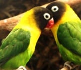 A Pair Of Yellow-Collared Lovebirdsphoto By: Nitahttps://Creativecommons.org/Licenses/By-Sa/2.0/
