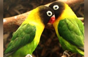A pair of Yellow-Collared LovebirdsPhoto by: Nitahttps://creativecommons.org/licenses/by-sa/2.0/