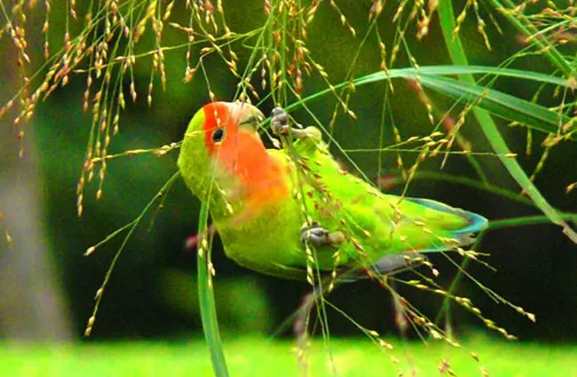 A beautiful Lovebird, plucking seeds Photo by: David González Romero //creativecommons.org/licenses/by-sa/2.0/ 