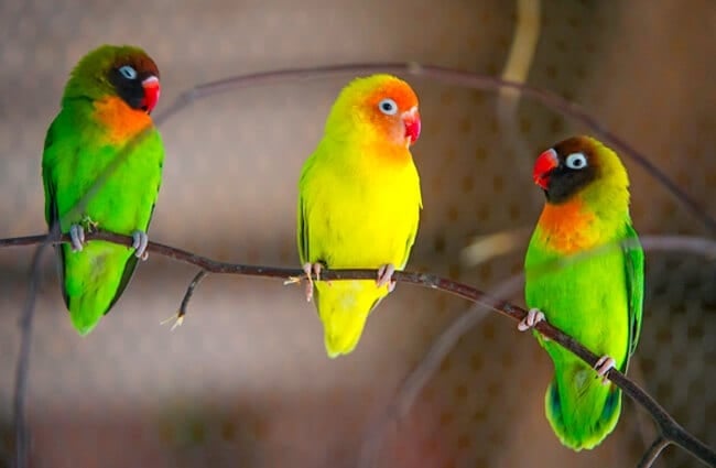 Three cute Lovebirds in a tree Photo by: Tambako The Jaguar https://creativecommons.org/licenses/by-sa/2.0/ 