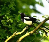 Magpie In A Tree Photo By: Mabel Amber, Still Incognito... Https://Pixabay.com/Photos/Magpie-Bird-Animal-Corvidae-4222811/ 