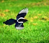 Magpie In Flight Photo By: Mabel Amber, Still Incognito... Https://Pixabay.com/Photos/Magpie-Bird-Animal-Corvidae-3781463/ 