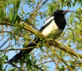 Magpie On A Tree Branch Photo By: Elsemargriet Https://Pixabay.com/Photos/Magpie-Tree-Branch-Bird-Beak-4150638/ 