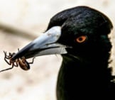 Australian Magpie With Lunchphoto By: Sandid, Pixabay