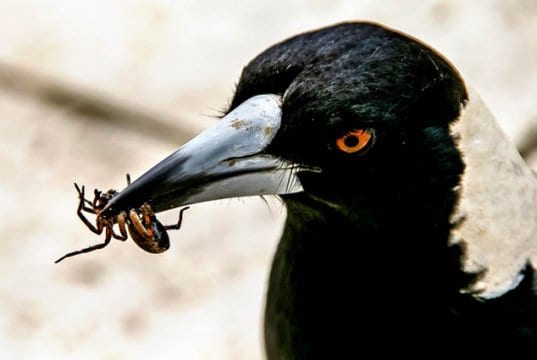 Australian Magpie with lunchPhoto by: Sandid, Pixabay