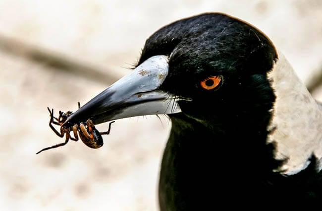 magpie bird diet