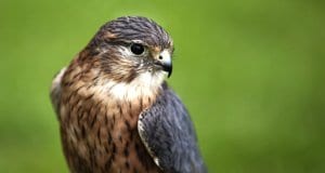 Portrait of a beautiful Merin falconPhoto by: adriankirbyhttps://pixabay.com/photos/bird-merlin-wildlife-falcon-raptor-1273739/
