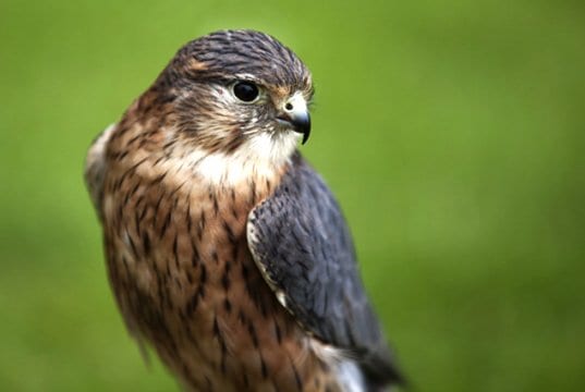 Portrait of a beautiful Merin falconPhoto by: adriankirbyhttps://pixabay.com/photos/bird-merlin-wildlife-falcon-raptor-1273739/