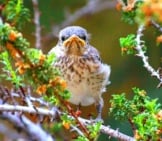 Baby Northern Mockingbird Photo By: Renee Grayson Https://Creativecommons.org/Licenses/By/2.0/ 