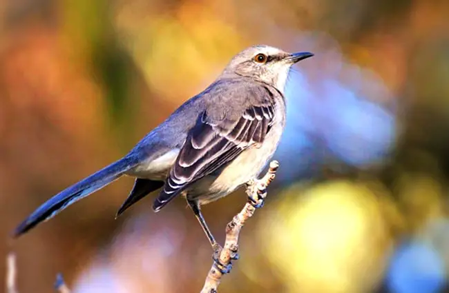 Northern Mockingbird Photo by: Renee Grayson https://creativecommons.org/licenses/by/2.0/ 