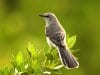 Portrait of a beautiful MockingbirdPhoto by: skeezehttps://pixabay.com/photos/mockingbird-bird-perched-wildlife-702804/
