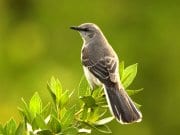 Portrait of a beautiful MockingbirdPhoto by: skeezehttps://pixabay.com/photos/mockingbird-bird-perched-wildlife-702804/