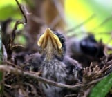 Baby Mockingbird In The Nest Photo By: Cuatrok77 Https://Creativecommons.org/Licenses/By/2.0/ 