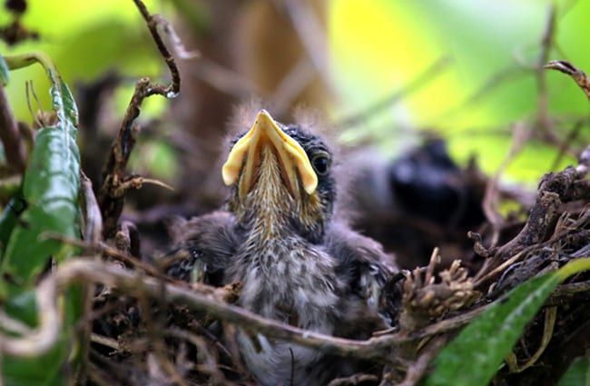 Baby Mockingbird in the nest Photo by: cuatrok77 https://creativecommons.org/licenses/by/2.0/ 