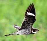 Flight Of A Beautiful Common Nighthawk Photo By: Greg Schechter Https://Creativecommons.org/Licenses/By/2.0/ 