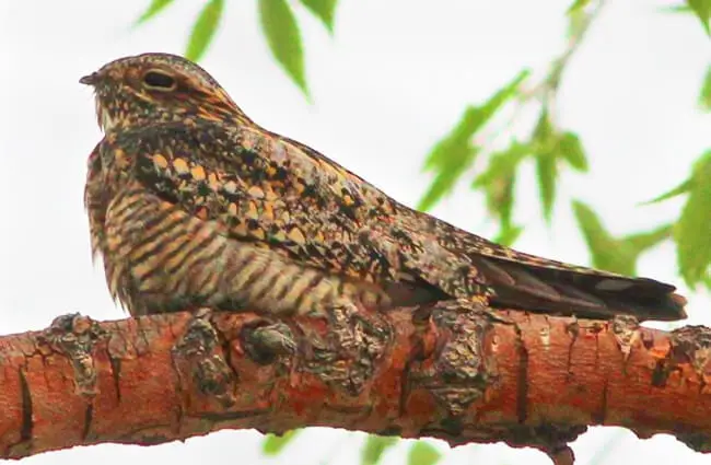 Common Nighthawk relaxing on a tree branch Photo by: Gary Leavens https://creativecommons.org/licenses/by/2.0/ 