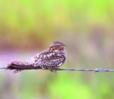 Nighthawk On A Barbed Wire Fence Photo By: Bettina Arrigoni Https://Creativecommons.org/Licenses/By/2.0/ 