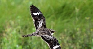 Common Nighthawk in flightPhoto by: Greg Schechterhttps://creativecommons.org/licenses/by/2.0/