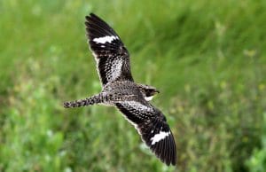 Common Nighthawk in flightPhoto by: Greg Schechterhttps://creativecommons.org/licenses/by/2.0/