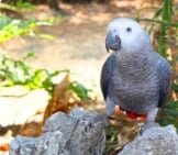 African Grey Parrot Photo By: Daniel Albany, Public Domain Https://Pixabay.com/Photos/Bird-Parrot-African-Grey-Exotic-2833103/ 