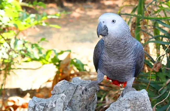 African Grey Parrot Photo by: Daniel Albany, public domain https://pixabay.com/photos/bird-parrot-african-grey-exotic-2833103/ 