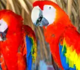 A Pair Of Scarlet Macaws Photo By: Luis Ruano Https://Pixabay.com/Photos/Scarlet-Macaw-Guacamayas-Macaws-1290913/ 