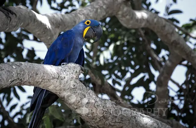 Hyacinth Macaw in a tree Photo by: Bart van Dorp https://creativecommons.org/licenses/by/2.0/ 