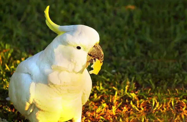 Cockatoo Photo by: Hasitha Tudugalle https://creativecommons.org/licenses/by/2.0/ 
