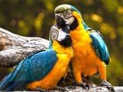 Birds in lovePhoto by: edmondlafotohttps://pixabay.com/photos/parrots-exotic-ara-animal-birds-3427188/