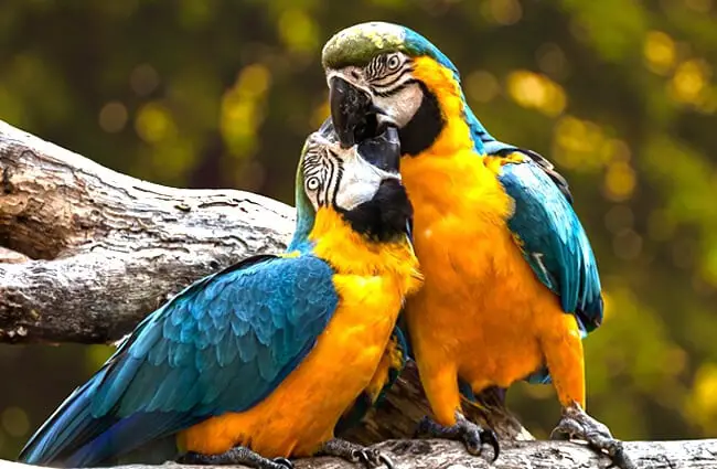  Влюбленные птицыФото: edmondlafotohttps://pixabay.com/photos/parrots-exotic-ara-animal-birds-3427188/