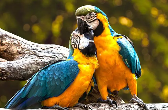 Parrot - Description, Habitat, Image, Diet, and Interesting Facts
