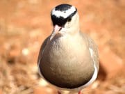 Closeup portrait of a Crowned PloverPhoto by: Tracy Angus-Hammondhttps://pixabay.com/photos/crowned-plover-bird-384155/
