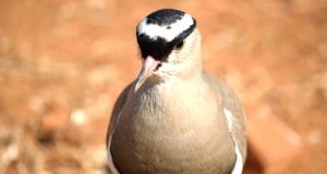 Closeup portrait of a Crowned PloverPhoto by: Tracy Angus-Hammondhttps://pixabay.com/photos/crowned-plover-bird-384155/