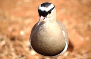 Closeup portrait of a Crowned PloverPhoto by: Tracy Angus-Hammondhttps://pixabay.com/photos/crowned-plover-bird-384155/