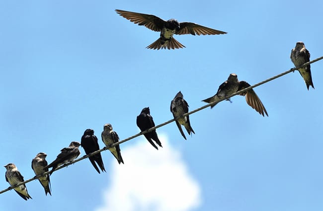 Purple Martins on a power wire. Photo by: Brian Garrett https://creativecommons.org/licenses/by-nd/2.0/ 