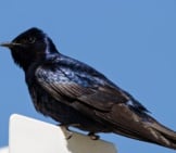 Purple Martin Resting On A Stoplight Photo By: Bill Thomson Https://Creativecommons.org/Licenses/By-Nd/2.0/ 