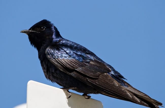 Purple Martin resting on a stoplight Photo by: Bill Thomson https://creativecommons.org/licenses/by-nd/2.0/ 