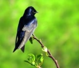 Male Purple Martin On A Tiny Branchphoto By: Susan Younghttps://Creativecommons.org/Licenses/By-Nd/2.0/