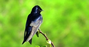 Male Purple Martin on a tiny branchPhoto by: Susan Younghttps://creativecommons.org/licenses/by-nd/2.0/